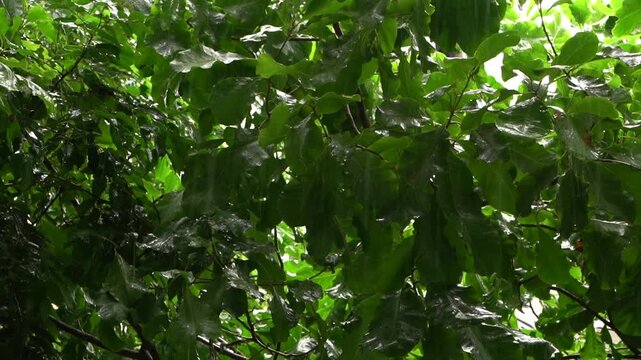 Moist foliage shines in rain. Rainwashed leaves sparkle beneath somber cloud cover in woods. Glistening foliage beneath gray skies reflects rain and moisture in forest canopy