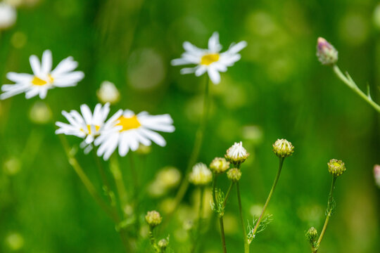 Knospen der Wiesen-Margerite mit weichem gr&uuml;nem Bokeh und unscharfen Bl&uuml;ten im Hintergrund