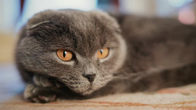 Beautiful scottish fold cat with golden eyes resting comfortably indoors.