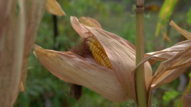 Dried corn cob exposed wilted husk, closeup of parched maize ear with desiccated silk and brown husks in smallholder field, late autumn light conveying harvest failure and climatedriven
