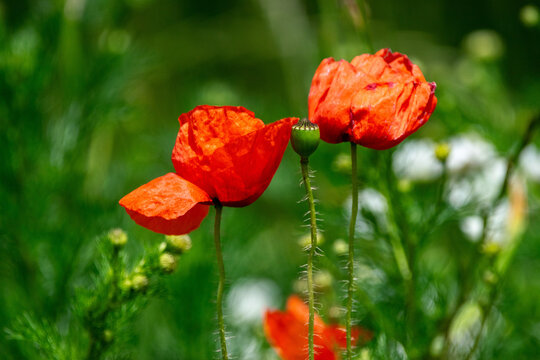 Roter Klatschmohn zwischen Gr&auml;sern auf einer biodiversen Wiese