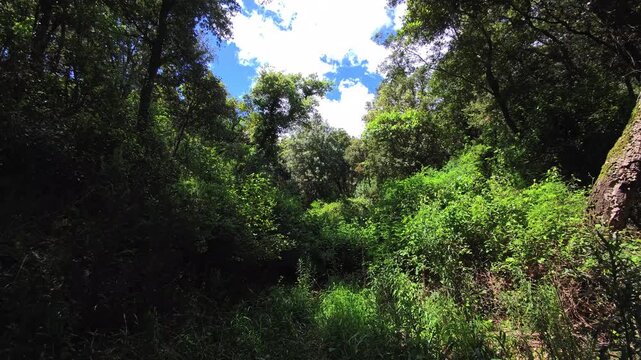 Dense woodland clearing with layered foliage beneath blue sky
