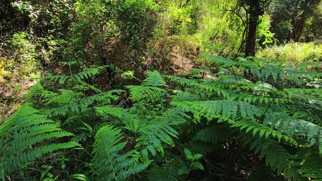 Dense fern undergrowth across woodland floor
