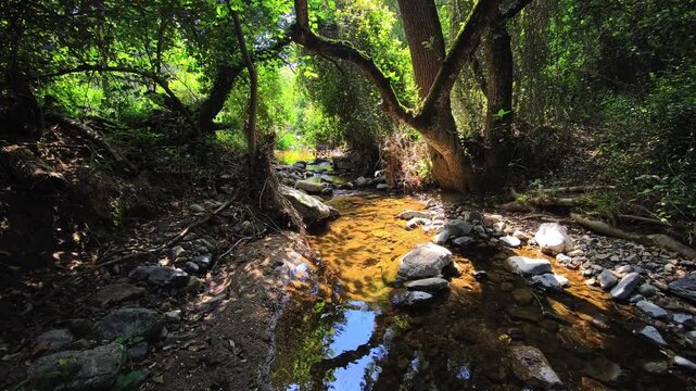 Forest creek with leaning tree trunks and rocky streambed