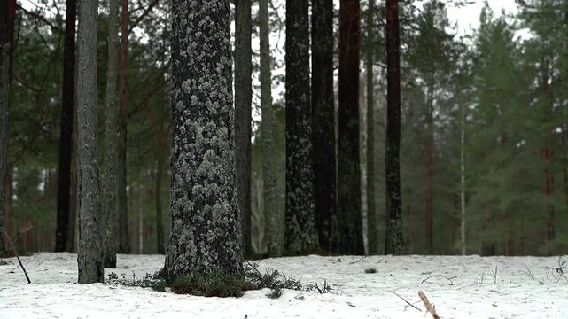 Winter woodland scene with tall tree trunks in the foreground, patchy snow covering the ground, and soft overcast light creating a quiet natural atmosphere