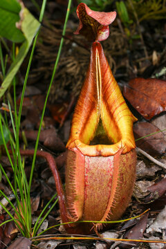 Pitcher of the carnivorous pitcher plant Nepenthes veitchii, Sarawak, Borneo, Malaysia