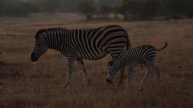 a newborn zebra foal and mother.