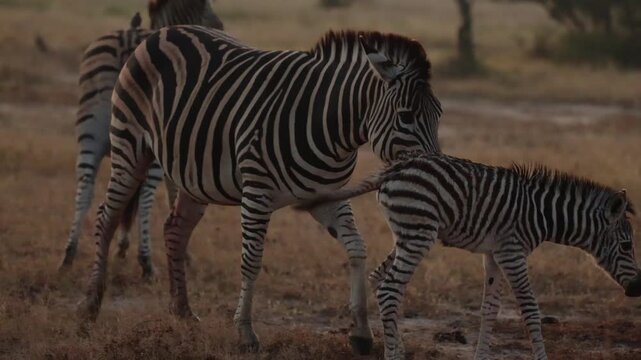  the zebra mare protecting her foal
