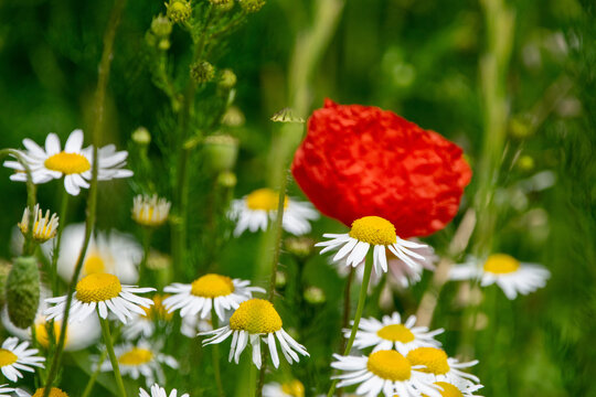 Rote Mohnblume zwischen bl&uuml;henden Wiesen-Margeriten auf einer artenreichen Sommerwiese