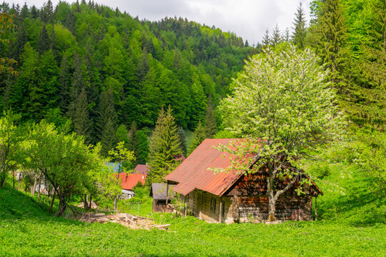 View of the former charcoal workers' settlement Moce with a rustic wooden cabin and blooming trees in Motycky, Banska Bystrica Region, Slovakia.