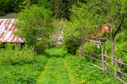 View of the former charcoal workers' settlement Moce with rustic houses, wooden fences, and lush green trees Motycky, Banska Bystrica Regio, Slovakia.