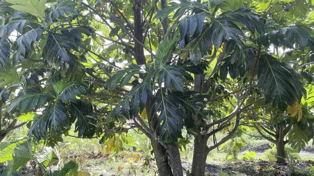 Lush green breadfruit tree leaves with sunlight shining through