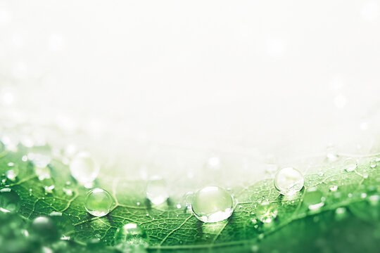 Macro shot of crystal water drops on emerald green leaf with copy space, luxury cosmetic background.