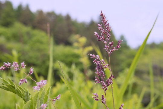 コヌカグサ（Agrostis gigantea）：花序が赤紫色になったイネ科の花／日本長野県の八千穂高原・5月
