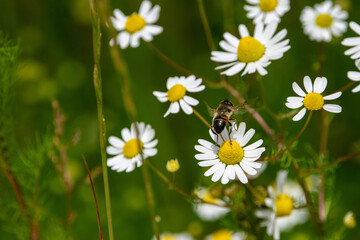 Fototapeta premium Sommerliche Blumenwiese mit Wiesen-Margeriten und Mistbiene in natürlicher Vielfalt und lebendigem Ökosystem