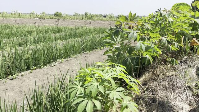 Lush green castor bean bushes in a traditional tropical farm