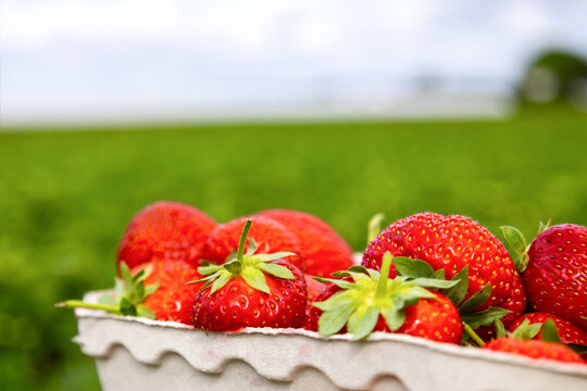 Nahaufnahme von einem Sch&auml;lchen frischer Erdbeeren vor einem Erdbeerfeld 