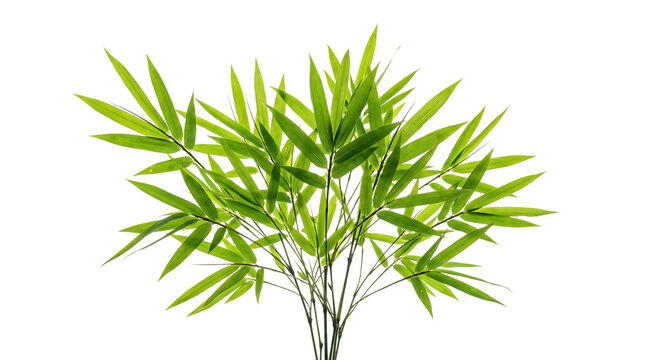 Green bamboo stalks and leaves isolated on white background with isolated background decoration landscape evergreen botanical environment wellness tropical forestry perennial