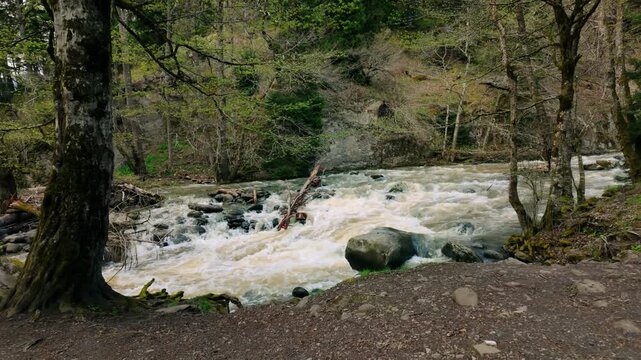 Foaming river with white rapids crashes over rocks and around a large fallen log amidst a lush green forest. Trees with new spring foliage line the riverbanks. The natural landscape suggests an unt...