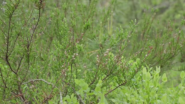 Dense heather shrub with thin woody stems and tiny scale-like green leaves. A young broad-leaved sapling grows nearby on the forest floor.