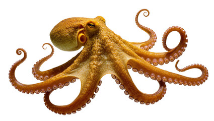 Orange octopus with textured skin and suckers on tentacles © Femke