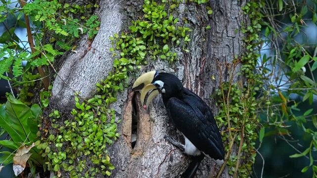 Male Adult Oriental Pied Hornbill Bird Feeding Its Babies Inside The Tree Hollow Close-up Shot