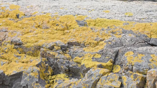 Golden-yellow lichen covering pale grey granite rock surface. Blurred body of water and distant land visible in the background under soft diffuse light.