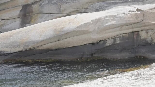 A white seabird flying low over water near a large grey rock formation. Green algae and seaweed cling to the wet stone at the water line.