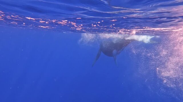 Juvenile baby calf humpback whale splashing on ocean surface whilst mother whale dives deeper in Moorea, French Polynesia