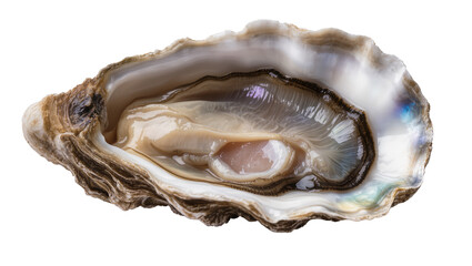 Fresh oyster with glistening meat inside rough shell © Femke