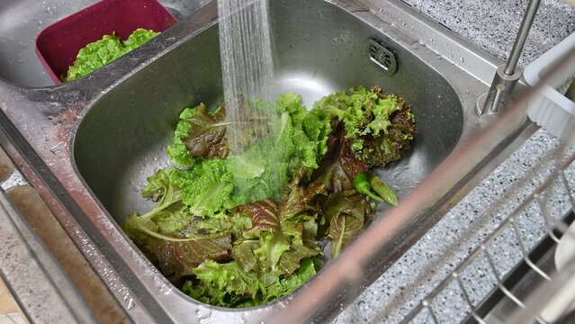 Close up of washing organic lettuce leaves for fresh salad preparation