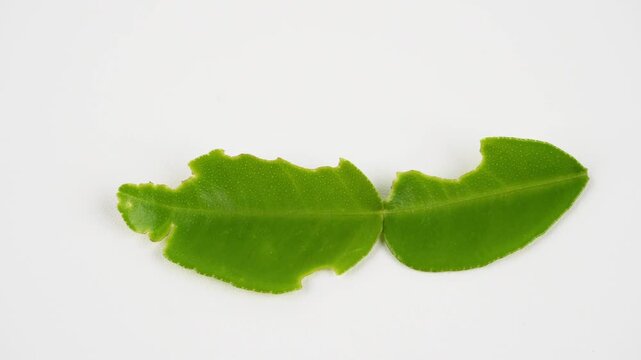 Handheld Shot of Young Kaffir Lime Leaf with Caterpillar Damage Isolated on White Background for Plant Pest and Agriculture Concepts