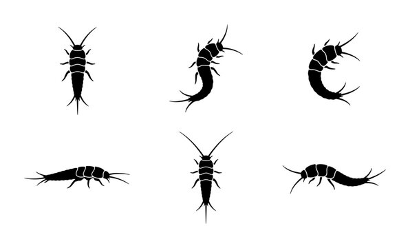 Silverfish Insect Icons, Pest Control Vector Set, Small Arthropod Silhouettes