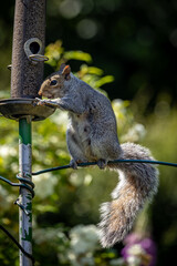 Naklejka premium A close up of a grey squirrel eating seeds from a bird feeder in a Sussex garden