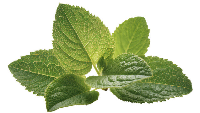 Green hydrangea leaves with serrated edges and visible veins