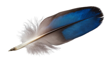 Blue and brown bird feather with fluffy white base © Femke