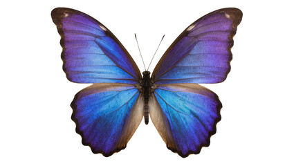 Blue and purple morpho butterfly with detailed wings © Femke