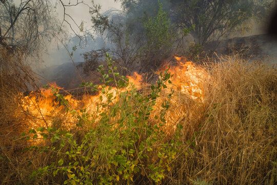 Wildfire raging through dry undergrowth and trees