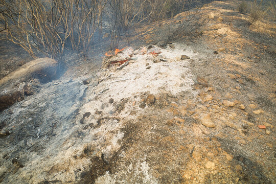 Aftermath of a forest fire with smoldering embers
