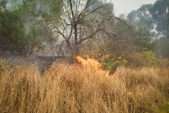Brush fire burning through dry grass and trees
