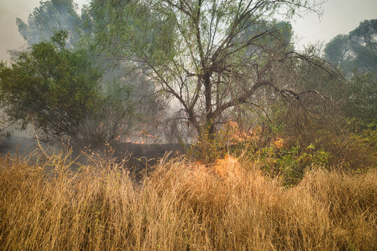A brush fire burns through dry grass and trees