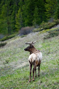 Young bull elk with velvet antlers on hillside in the Canadian rockies