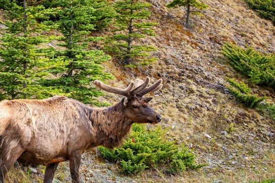 Elk bull with velvet antlers standing in Banff National Park