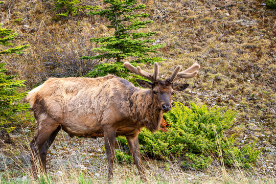 Elk bull with velvet antlers standing in Banff National Park