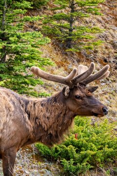Elk bull with velvet antlers standing in Banff National Park