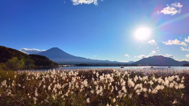 河口湖から見た秋の富士山とススキ