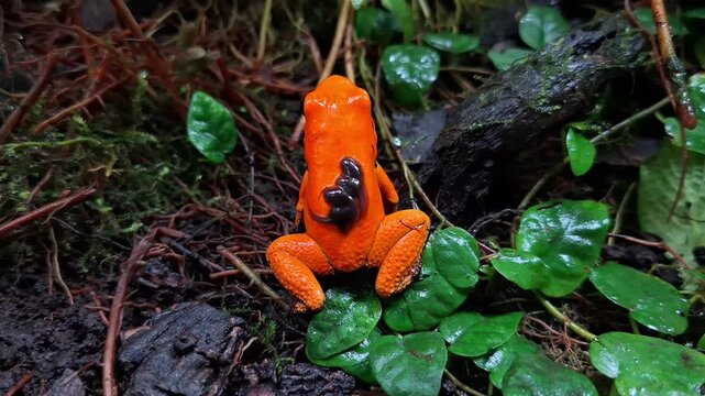 a Male Phyllobates terribilis "golden poison frog" seen close up on the grass carrying a tadpole on its back, Phyllobates terribilis "golden poison dart frog" seen carrying a tadpole on its back