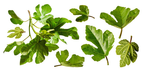 Obraz premium Large set of fresh green fig leaves and branches isolated on a white background. Botanical collection of detailed foliage with visible veins.
