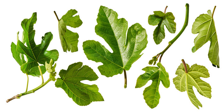 Large set of fresh green fig leaves and branches isolated on a white background. Botanical collection of detailed foliage with visible veins.