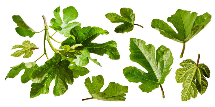 Large set of fresh green fig leaves and branches isolated on a white background. Botanical collection of detailed foliage with visible veins.